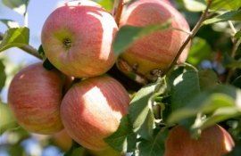 Рост цен на агрохимию приведет садоводство к стагнации - agroexpert.md
