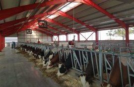vaci fermă România - AgroExpert.md