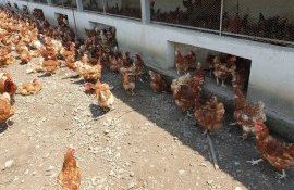 asitență consultanță animale - AgroExpert.md