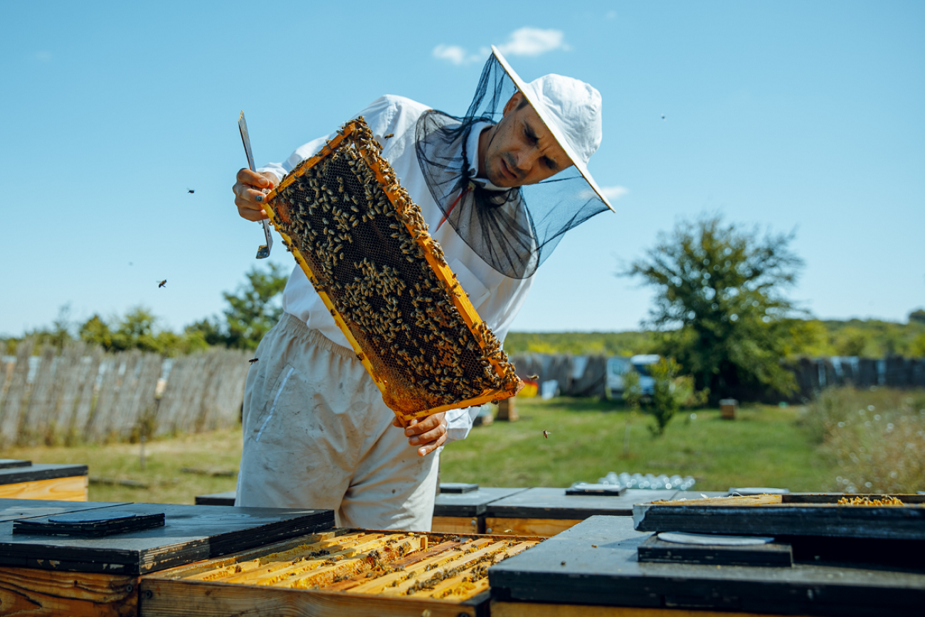 apicultor sfaturi albine - AgroExpert.md