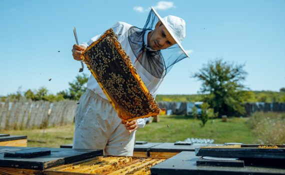 apicultor sfaturi albine - AgroExpert.md