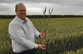 Установлен мировой рекорд урожайности пшеницы - 179,6 ц/га - agroexpert.md