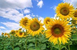 Россия запретила Syngenta Seeds поставлять семена подсолнечника - agroexpert.md