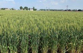 ovăz cultivare condiții - AgroExpert.md