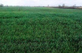 Баланс между азотным и фосфорным питанием растений  - agroexpert.md