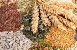 Тенденции и новости европейского рынка семян - agroexpert.md