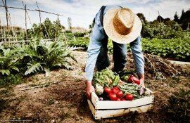 fermieri gospodării legislație - AgroExpert.md