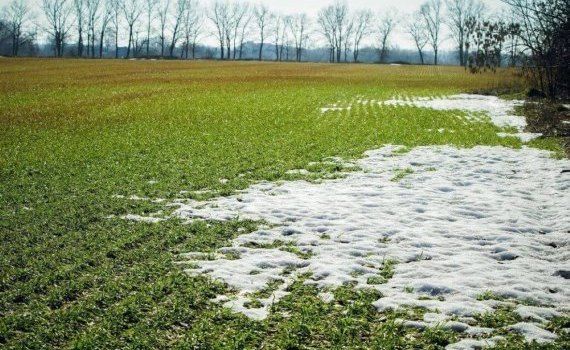 Мягкая зима в Европе риски для озимых - agroexpert.md