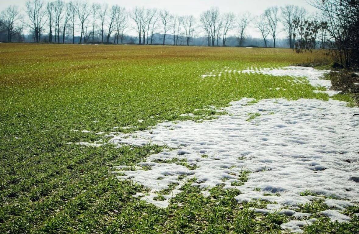 Мягкая зима в Европе риски для озимых - agroexpert.md