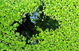 Ряска вместо сои для производства биотоплива - agroexpert.md