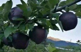 Цена черного алмазного яблока $20 за штуку  - agroexpert.md
