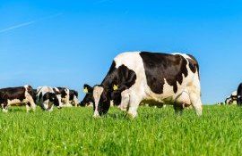 vaca boala Olanda - AgroExpert.md