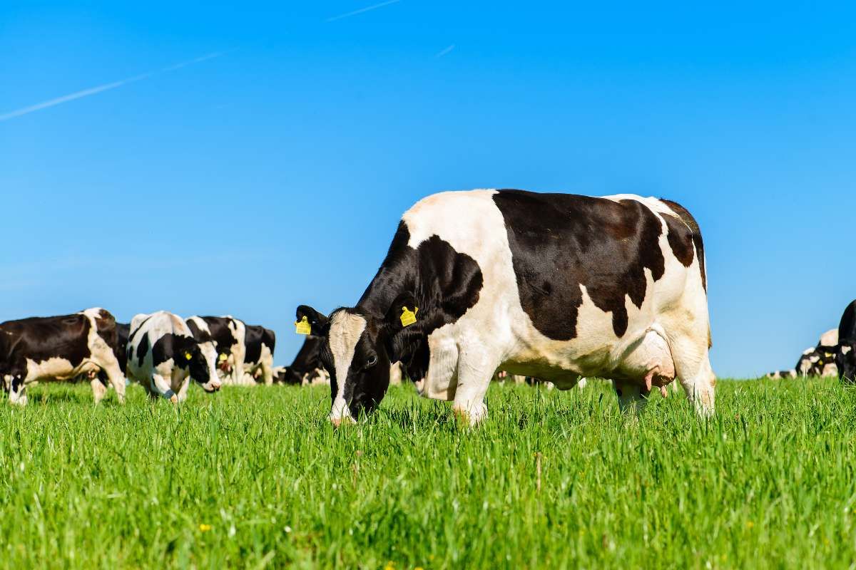 vaca boala Olanda - AgroExpert.md