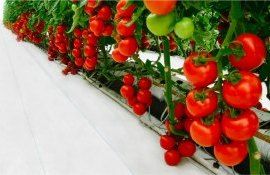 Крупнейшая теплица Румынии  - agroexpert.md
