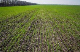 Колеоптиле у семян озимой пшеницы - agroexpert.md