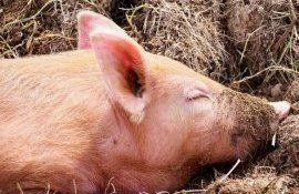 Вакцина от африканской чумой свиней - agroexpert.md