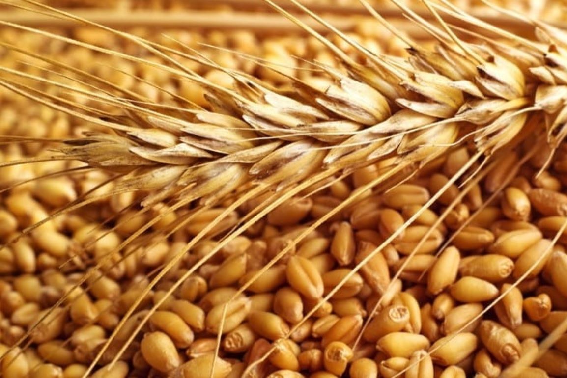 Подкормка пшеницы особенности - agroexpert.md