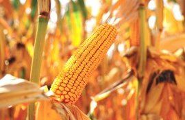 porumb export Egipt - AgroExpert.md