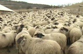 oi atac lupi - AgroExpert.md
