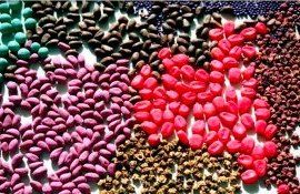 Предпосевная обработка семян - agroexpert.md