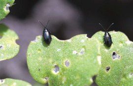 Земляные блошки и неоникотиноидная обработка  - agroexpert.md
