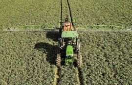 Борьба с вредителями рапса - agroexpert.md