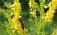 Медонос донник желтый белый агротехника выращивания - agroexpert.md
