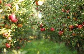 livada sfaturi MoldovaFruct - AgroExpert.md