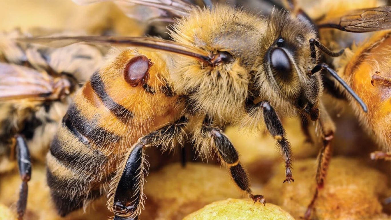 Пчелиная вошь: Безвредна ли для своего хозяина - agroexpert.md