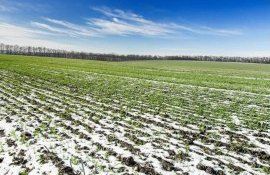 Борис Боинчан: «необходимо наращивать площади посевов рано убираемых предшественников»   