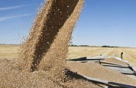 grâu preț prognoză - AgroExpert.md