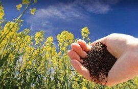 Россия продлевает запрет на экспорт рапса - agroexpert.md