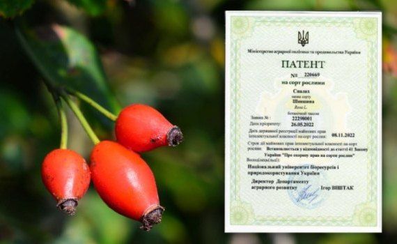 Сорт шиповника без шипов создан в Украине - agroexpert.md