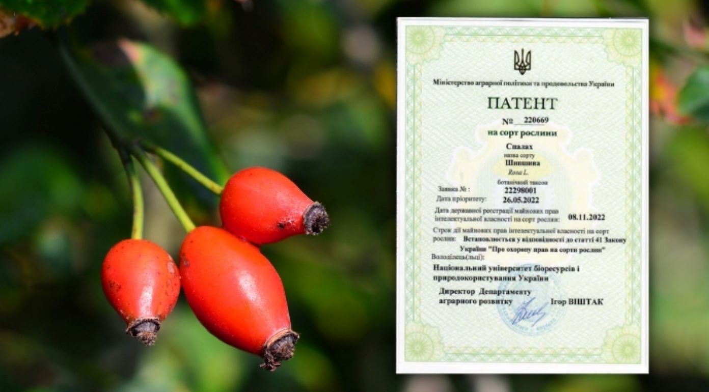Сорт шиповника без шипов создан в Украине - agroexpert.md