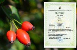 Сорт шиповника без шипов создан в Украине - agroexpert.md