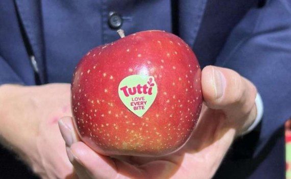 Сорт яблок Тутти для жаркого климата - agroexpert.md