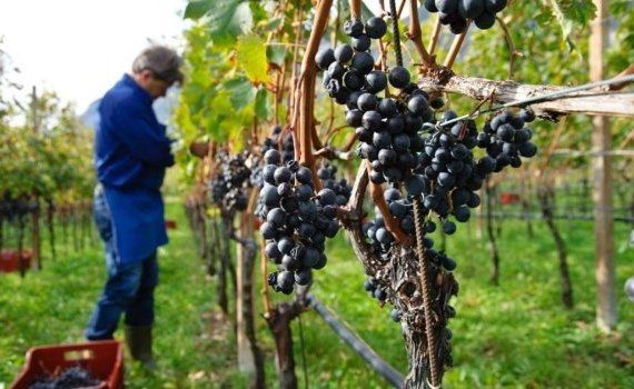 Регистрация виноградарей в виноградно винодельческом регистре Молдовы - agroexpert.md