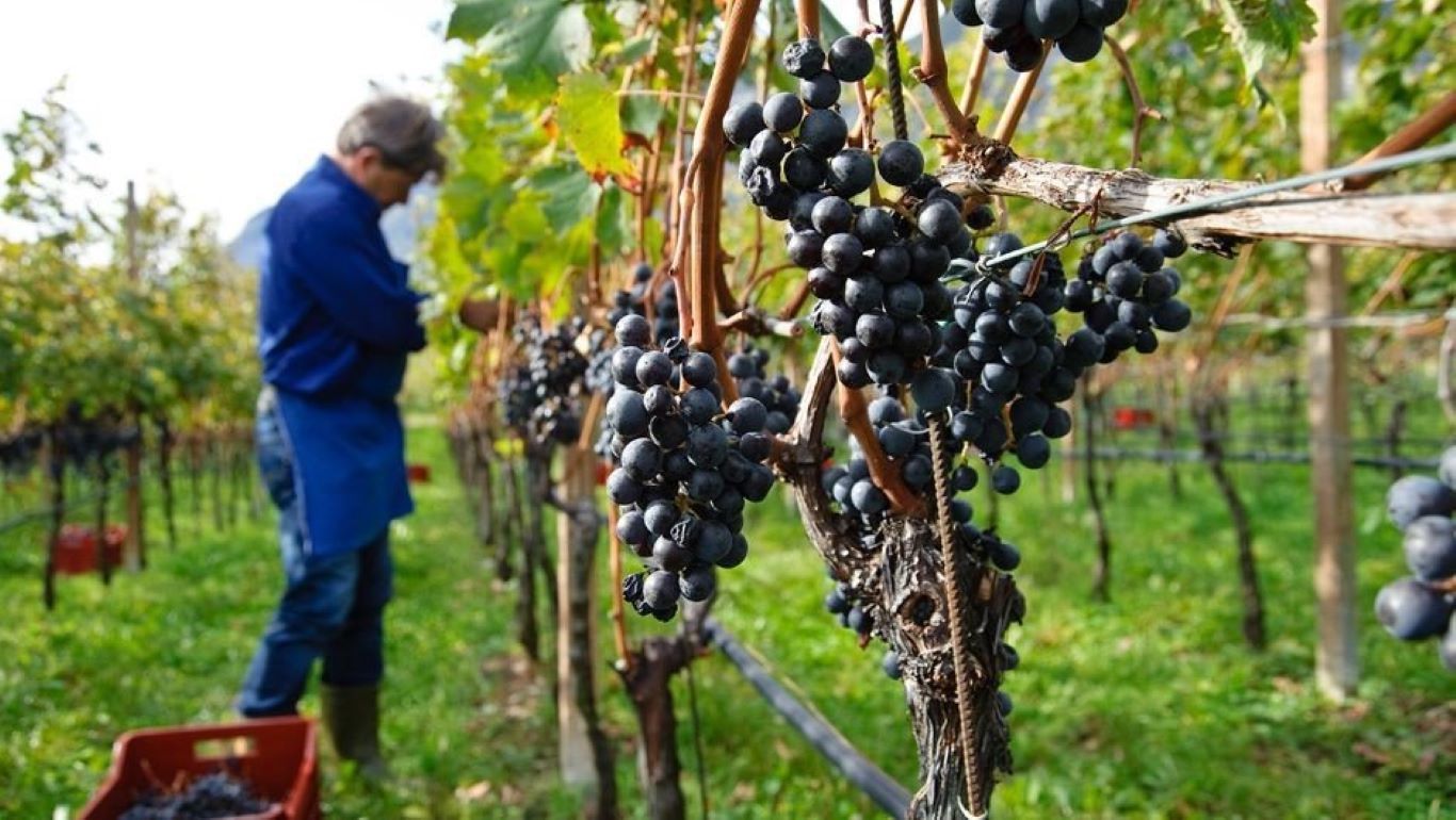 Регистрация виноградарей в виноградно винодельческом регистре Молдовы - agroexpert.md