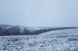 zapada recolta grâu - AgroExpert.md