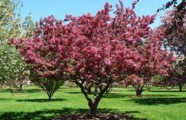 Новый сорт декоративных культур яблоня Оксана - agroexpert.md