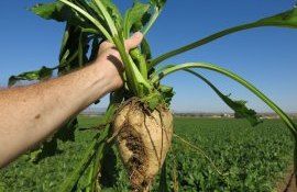 Сахарная свекла одна из самых рентабельных агрокультур - agroexpert.md