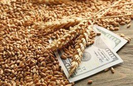 Доплаты польским фермерам из-за украинского зерна - agroexpert.md 