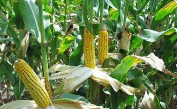 Когда сажать кукурузу - три основных условия - agroexpert.md