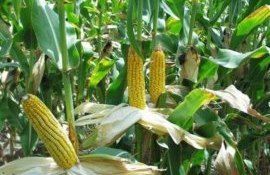 Когда сажать кукурузу - три основных условия - agroexpert.md