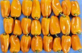 Сладкий перец Rijk Zwaan выиграл главную награду выставки Fruit Logistica - agroexpert.md