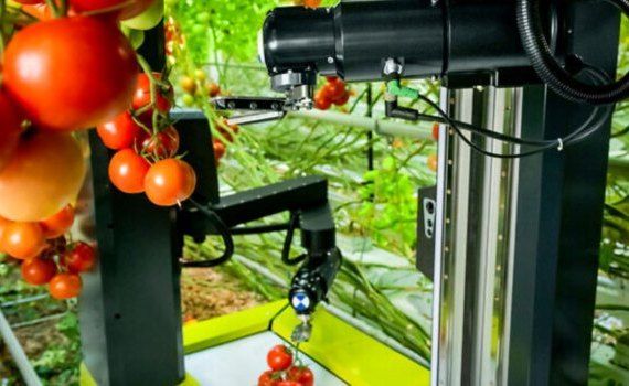 Робот с искусственным интеллектом для сбора томатов - agroexpert.md