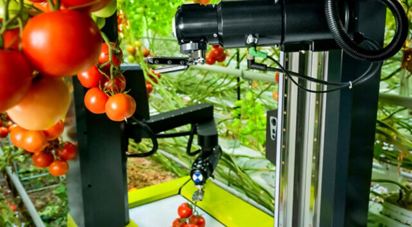 Робот с искусственным интеллектом для сбора томатов - agroexpert.md