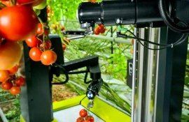 Робот с искусственным интеллектом для сбора томатов - agroexpert.md