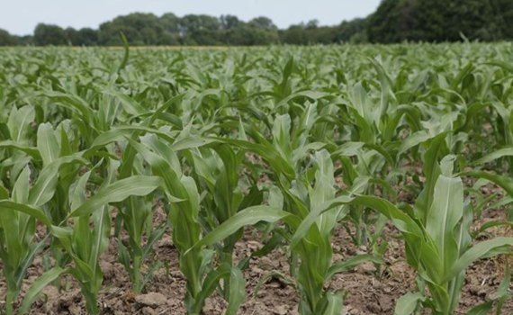 Экономия на подкормке кукурузы без потери урожайности  - agroexpert.md