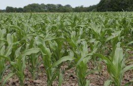 Экономия на подкормке кукурузы без потери урожайности  - agroexpert.md